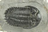Detailed Hollardops Trilobite - Ofaten, Morocco #255563-1